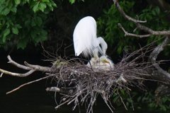 サギのコロニ-の様子