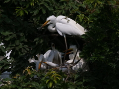 サギのコロニ-の様子