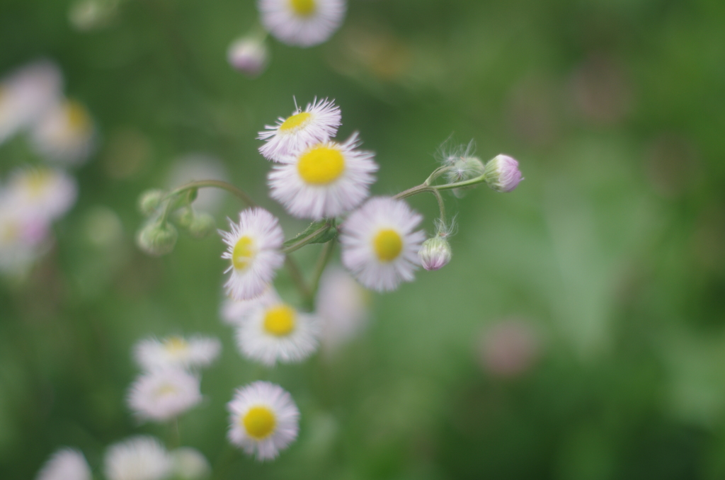 PENTAX-M 50mm F1.4