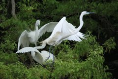 サギのコロニ-の様子（恋の季節）