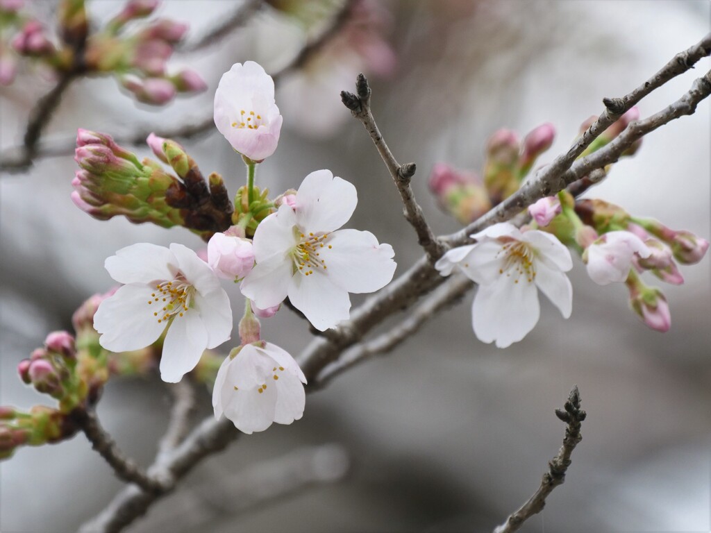 染井吉野で無い桜の花