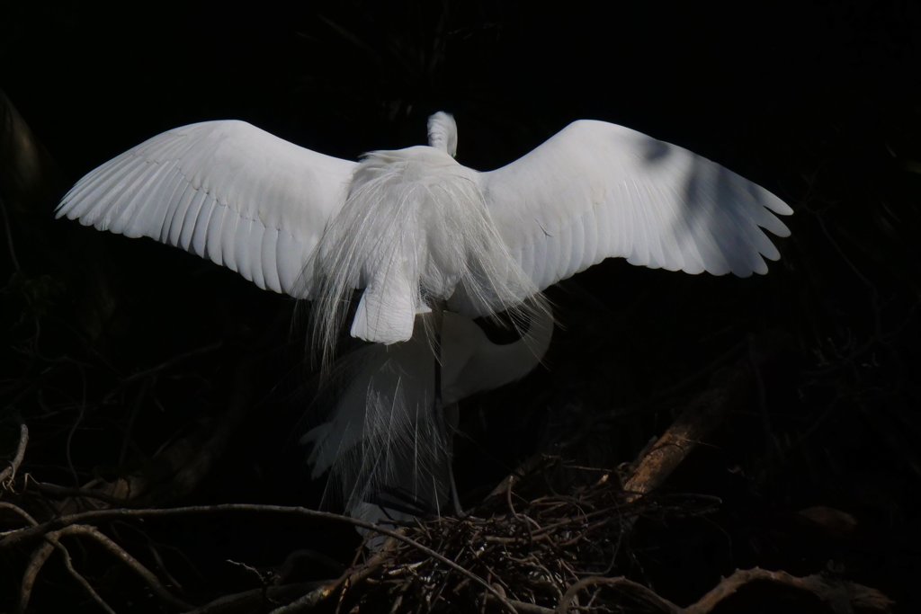 サギのコロニ-の様子