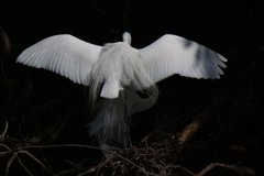 サギのコロニ-の様子