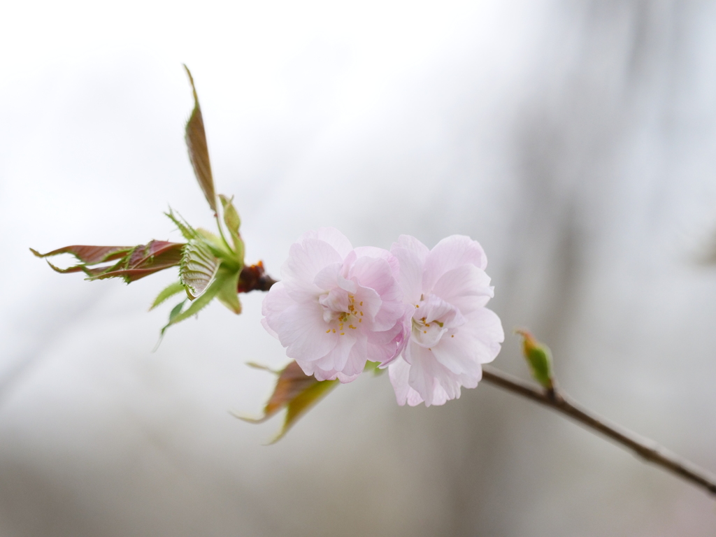 染井吉野で無い桜