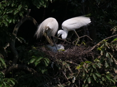 サギのコロニ-の様子