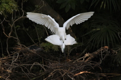 サギのコロニ-の様子