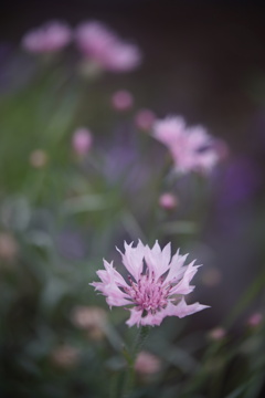 Lensbaby Twist 60