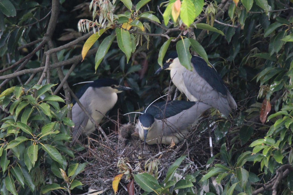 やっと孵化しました