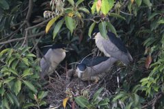 やっと孵化しました