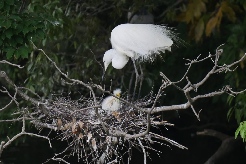 サギのコロニ-の様子