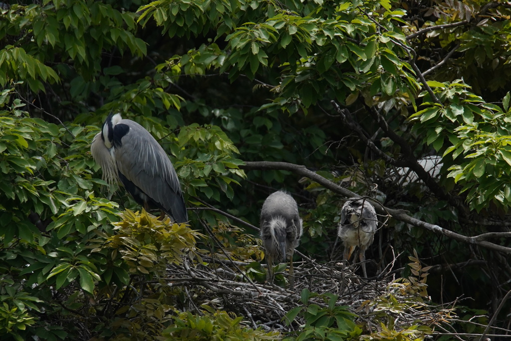 サギのコロニ-の様子