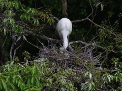 サギのコロニ-の様子