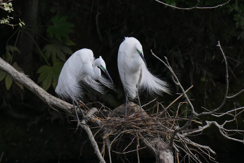 サギのコロニ-の様子