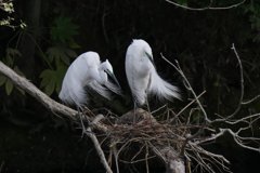 サギのコロニ-の様子