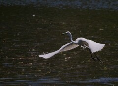 サギのコロニ-の様子