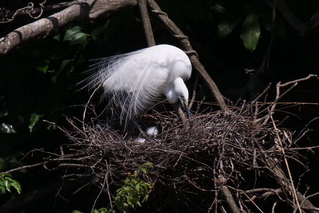 サギのコロニ-の様子