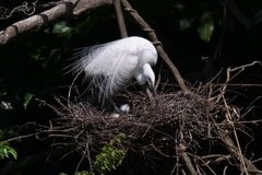 サギのコロニ-の様子