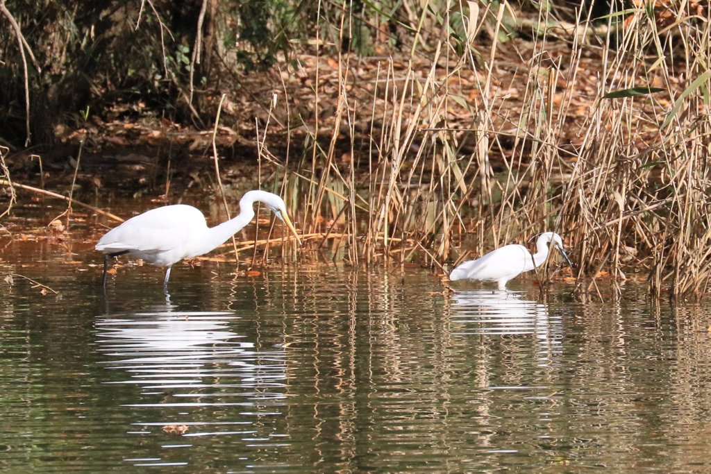 家の近くの池の状況