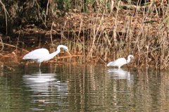 家の近くの池の状況
