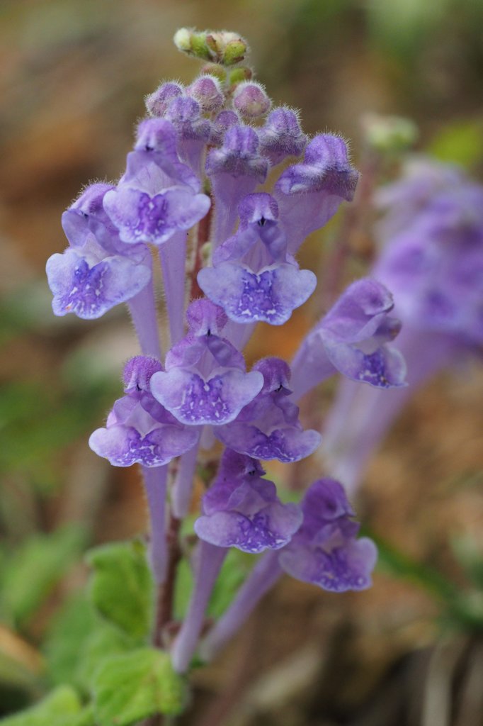 野草