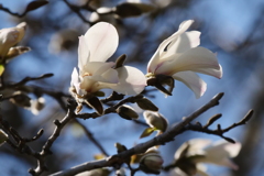 サギのコロニ-の様子