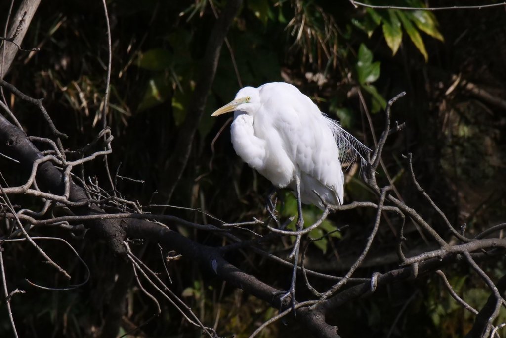 サギのコロニ-の様子
