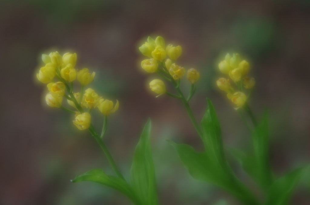 Lensbaby  Velvet 56