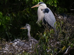 サギのコロニ-の様子