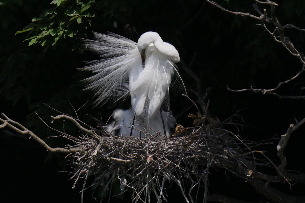 サギのコロニ-の様子