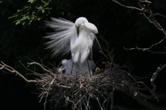 サギのコロニ-の様子