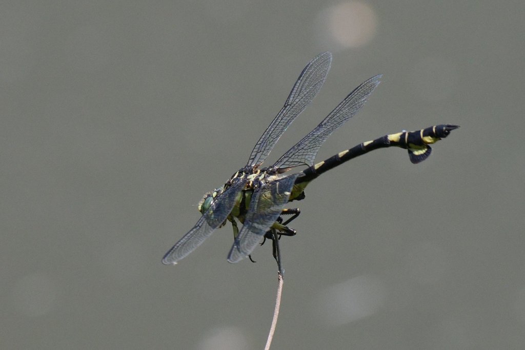 サギのコロニ-の様子