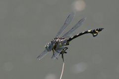 サギのコロニ-の様子