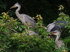 サギのコロニ-の様子