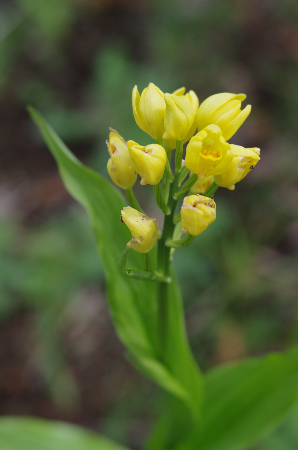 Lensbaby ソフトレンズ Velvet 56 56mm