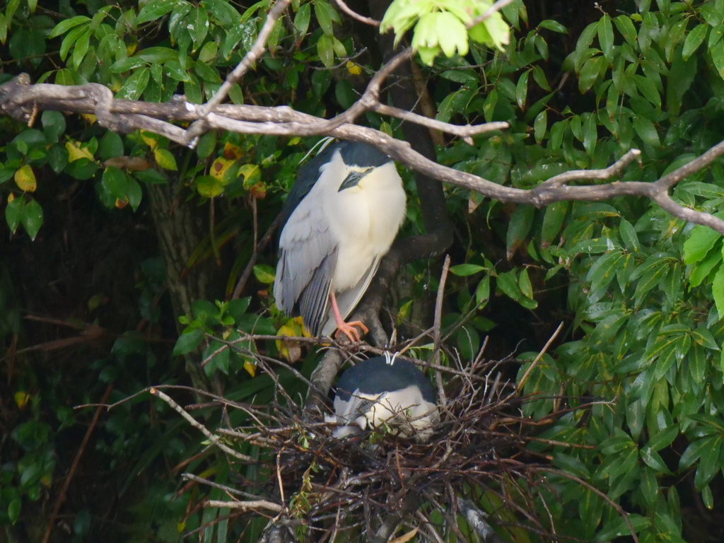 サギのコロニ-の様子