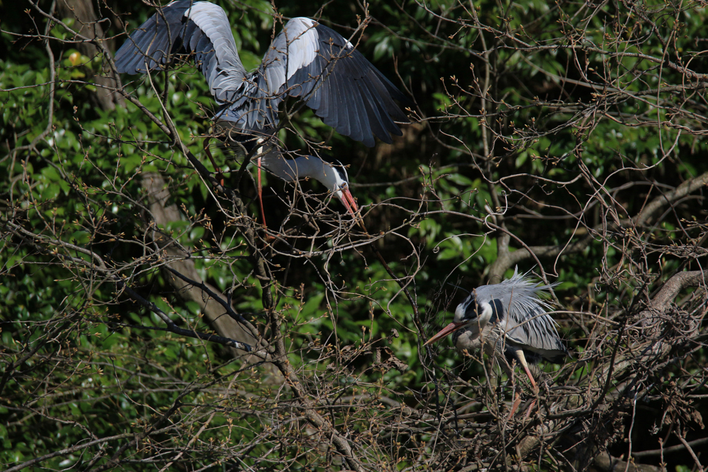 サギのコロニーの様子