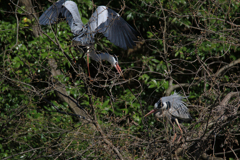 サギのコロニーの様子