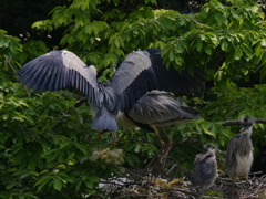 サギのコロニ-の様子