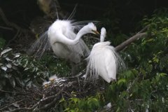 サギのコロニ-の様子