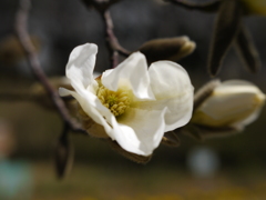 LENSBABY試写