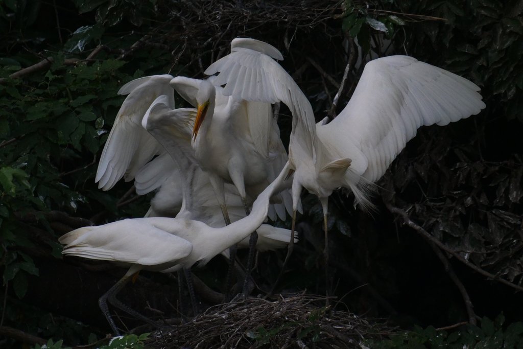 サギのコロニ-の様子