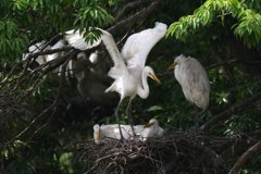 サギのコロニ-の様子