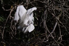 サギのコロニ-の様子