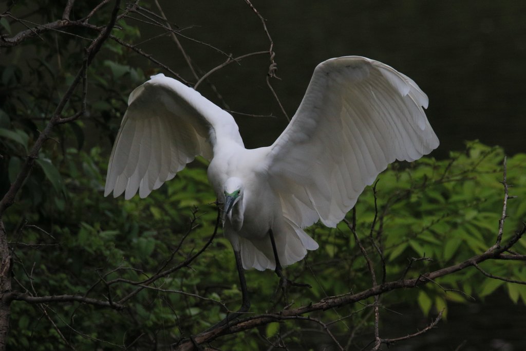 サギのコロニ-の様子