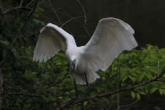 サギのコロニ-の様子