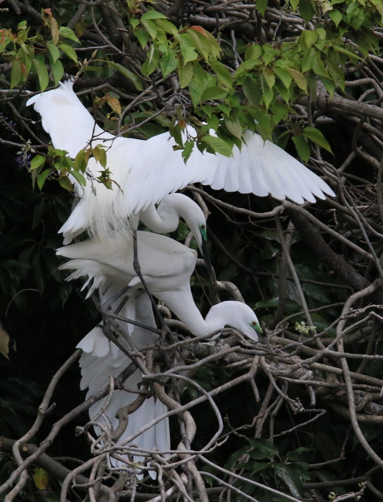 サギのコロニ-の様子