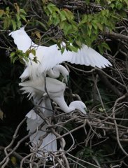 サギのコロニ-の様子