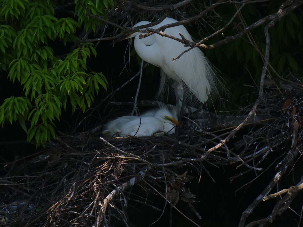 サギのコロニ-の様子