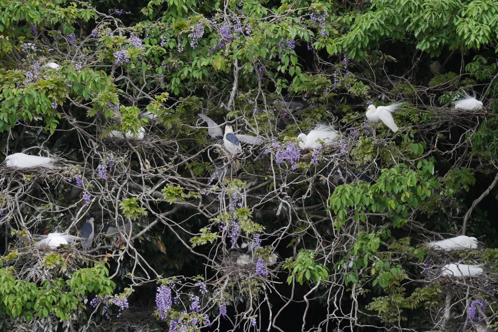 サギのコロニ-の様子