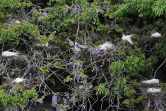 サギのコロニ-の様子